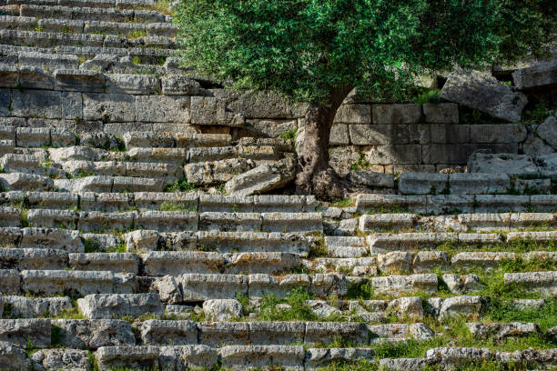 An olive tree rooted on the theatre steps of an ancient city