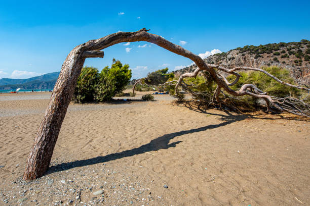 A lone tree with a path on the northern coast of Israel with the Mediterranean Sea behind it.