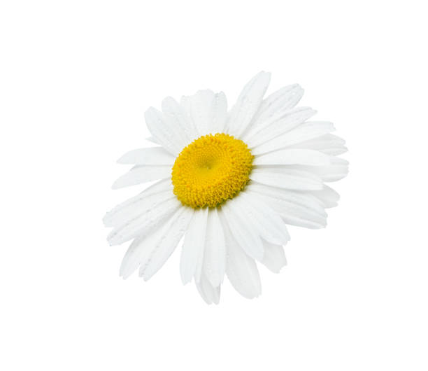 istock Chamomile or daisy flower close up isolated on white background with clipping path. Element for your design. 2176731834