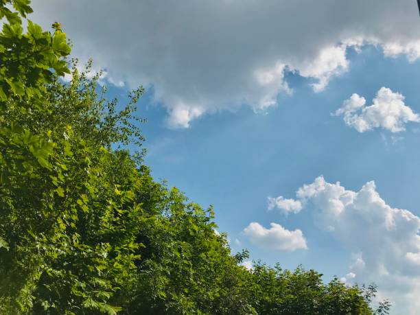 istock bloomed leafy green trees landscape with surrounding beaming sunlight blue sky silhouetting clouds 2176732488