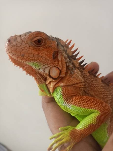 istock young red iguana enjoy on the hand 2176734182