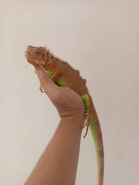 istock young red iguana enjoy on the hand 2176734218