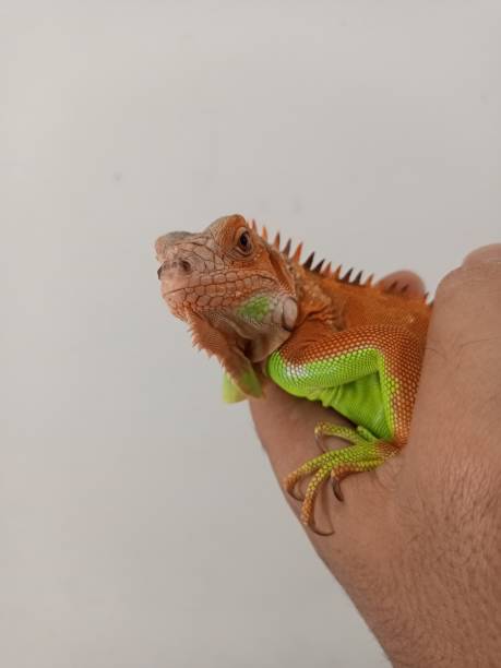 istock young red iguana enjoy on the hand 2176734251