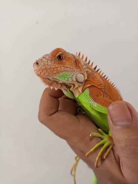 istock young red iguana enjoy on the hand 2176734262