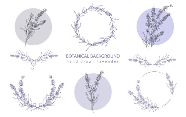 levandulová čárová kresba. levandulové etikety. botanické pozadí trendy minimalistická levandule. ručně kreslené květinové ohraničení pozadí šablony. květinová čára umělecká ilustrace. levandulový okraj obrys. - levandulová barva stock ilustrace