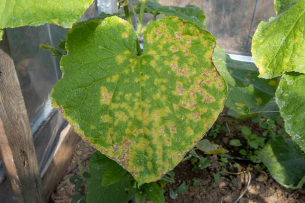 Cucumber leaf showing symptoms of downy mildew disease, a serious fungal disease of cucumbers