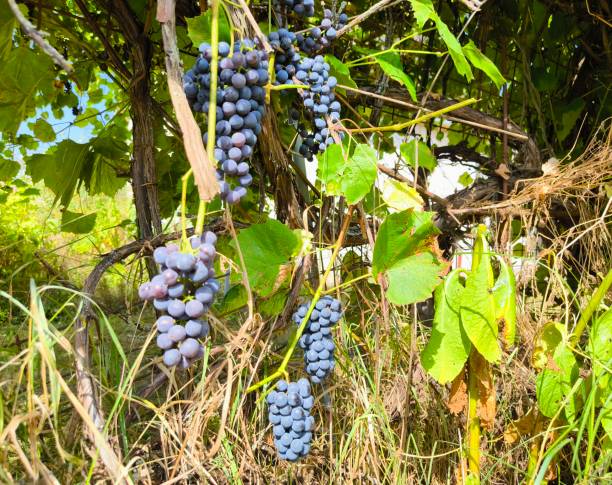 istock Ripe blue grapes on a vine 2176738261