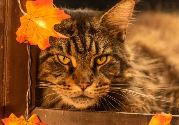 istock Cat watches Halloween as if from a window 2176742712