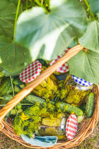 istock Freshly picked cucumbers and dill waiting to be pickled in jars 2176743786