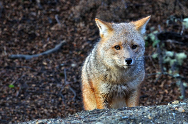 istock A fox in Ushuaia, Argentina 2176745237