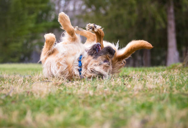 istock An Otterhound dog lying on its back and rolling in the grass 2176745259
