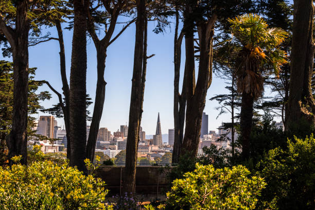 San Francisco's iconic skyline emerges through a natural frame of tall trees atop a hilltop park, California. Transamerica Pyramid and Salesforce Tower stand prominent among skyscrapers, contrasting urban architecture with lush greenery. Sunlight illuminates the scene, showcasing the city's blend of nature and modernity. Vibrant yellow flowers and palm fronds in the foreground add a tropical touch to this unique urban vista.