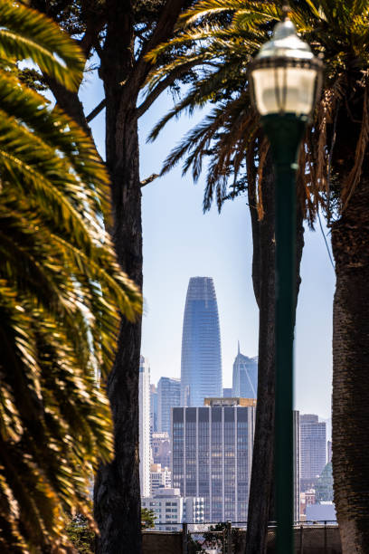 San Francisco's skyline viewed through lush palm trees in California. Salesforce Tower, the city's tallest skyscraper, stands prominently among other high-rise buildings. A classic street lamp and palm fronds in the foreground create a tropical, urban oasis atmosphere. The scene blends natural beauty with modern architecture, defining San Francisco's unique cityscape.
