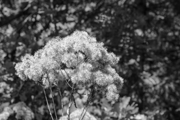 istock closeup monochromatic wildflower joe pye weed 2176748514