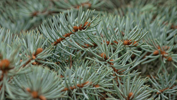 istock background of intertwined blue spruce branches. Selective focus 2176748633