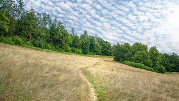 istock Path through the beautiful Moosalb Valley in the Black Forest 2176749090