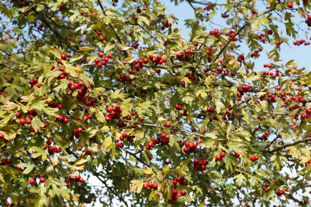 istock clusters of red hawthorn berries on a tree 2176753147