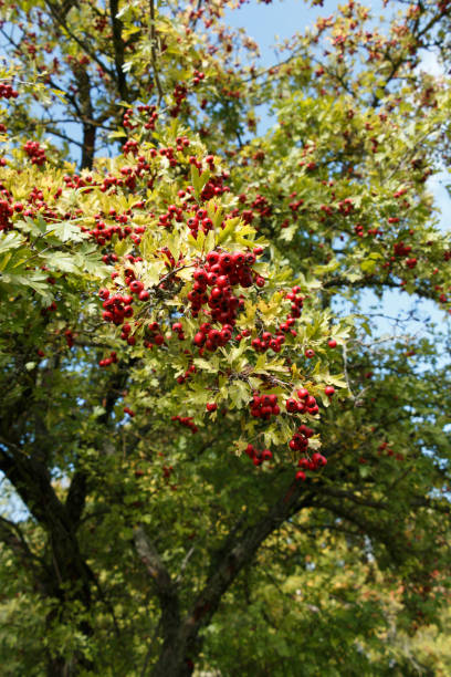 istock clusters of red hawthorn berries on a tree 2176753292