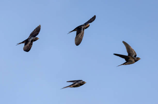 istock set of barn swallows birds in flight against blue sky 2176755635