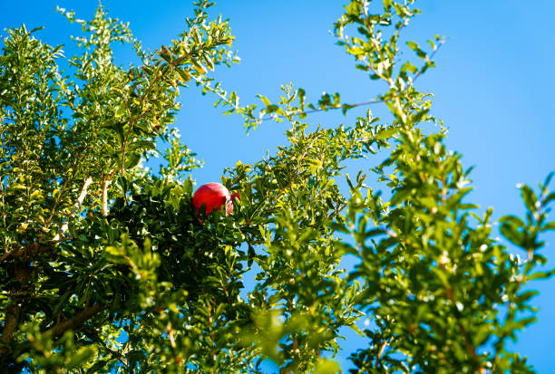 pomegranate flower in summer