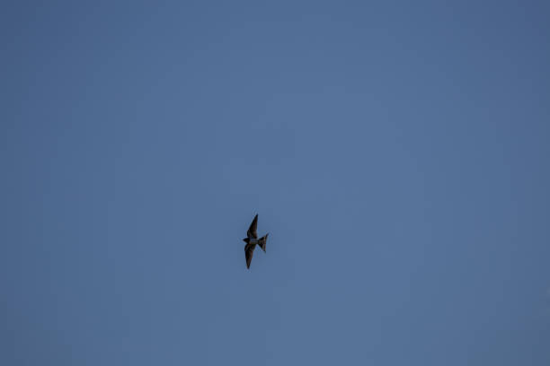 A lone swallow flying against a clear blue sky.