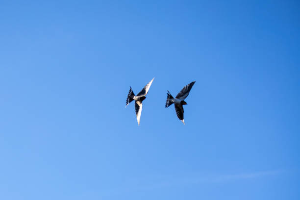 istock Two swallows Soaring in a Clear Blue Sky 2176763268