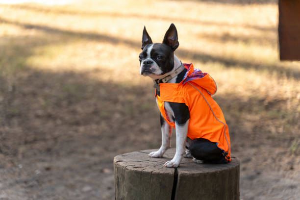 istock Boston terrier dog wearing raincoat sitting on a tree trunk 2176764095