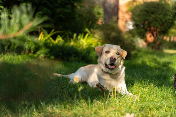istock Happy labrador retriever relaxing in the summer grass 2176764585