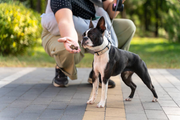 Boston terrier dog waiting for a treat from owner