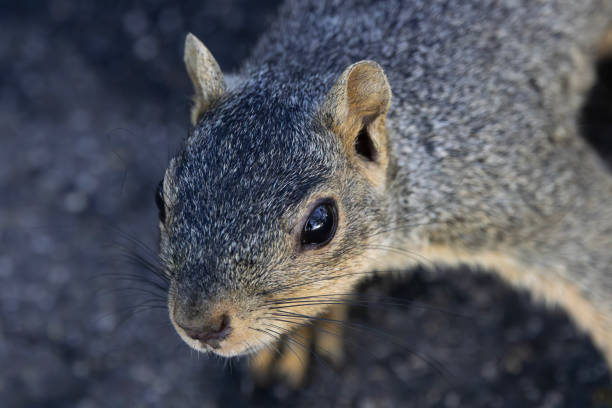 Common Fox Squirrel is curious in close up portrait in American community park at Huntington Beach, California, United States