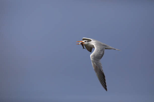 Fish in beak, Royal Tern flying across blue sky with food after successful West Coast fishing at Huntington Beach, California, United States