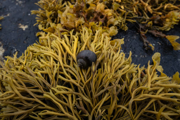 Ocean sea plants and algae: seaweeds