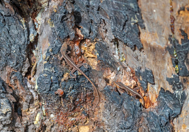 istock Brown Anole Lizard Living in a Dead Tree 2176772935