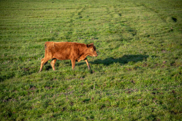 Farm animals of the devon breed.