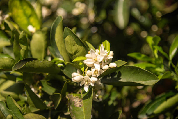istock Orange tree flowers (Citrus × sinensis) in the process of pollination. 2176774501