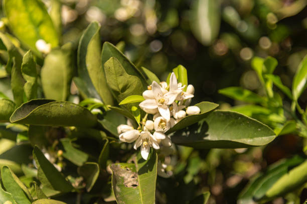 istock Orange tree flowers (Citrus × sinensis) in the process of pollination. 2176774503