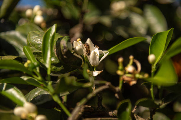 Orange tree flowers (Citrus × sinensis) in the process of pollination