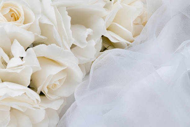 Double-flowered Gypsophila background.  / baby's breath