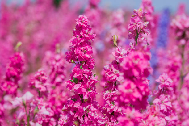 istock beautiful flowers growing on Confetti fields 2176778232