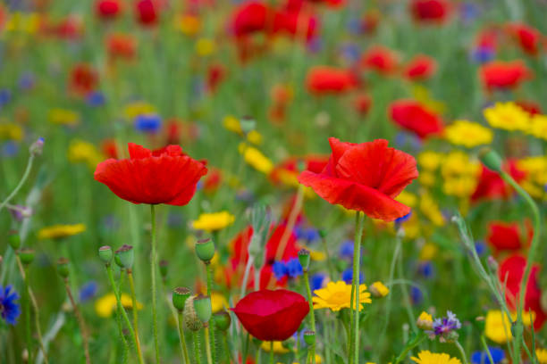 istock beautiful flowers growing on Confetti fields 2176778294