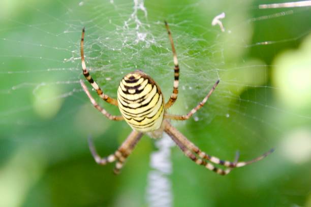 Close-up of a wasp spider, Argiope bruennichi