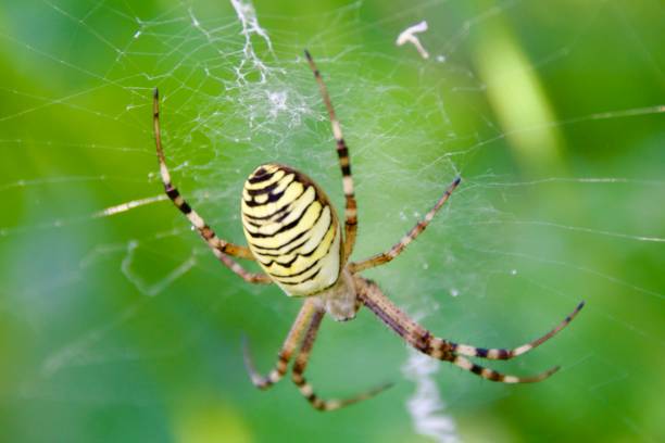 istock Wasp Spider sitting in her Web hunting insects 2176782067