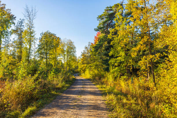 Gravel road curving through dense forest with bright autumn foliage, lit by warm sunlight. Sweden.