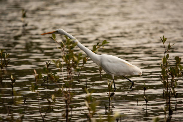 istock heron wading in the mangroves 2176792434