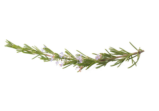 istock branch of green rosemary isolate on white background 2176795656