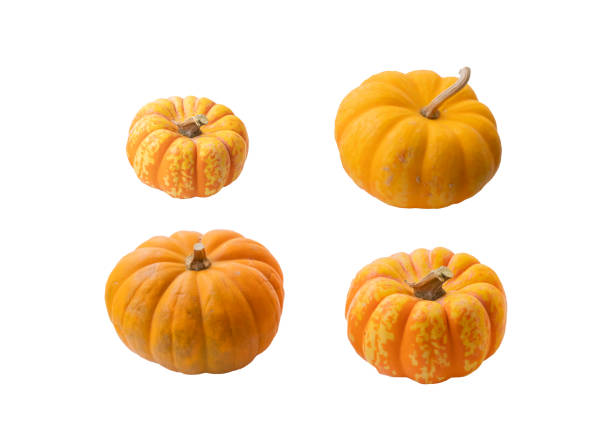 orange autumn pumpkins for Halloween set on a white background