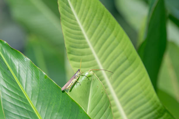 An Obscure Bird Grasshopper, Schistocerca obscura, sitting on a large leaf.