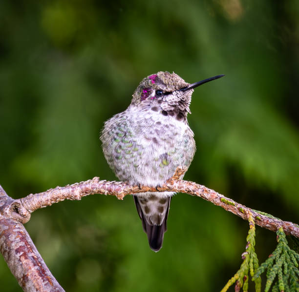 istock Juvenile Hummingbird in a Cedar 2176796769