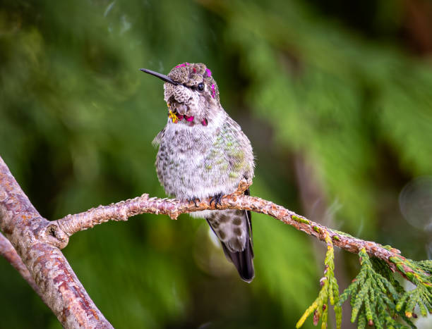 Yearling Male Anna's Hummingbird on a branch