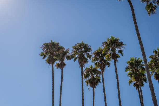 istock Lines of Palm Trees in Sky Dana Point 2176796997